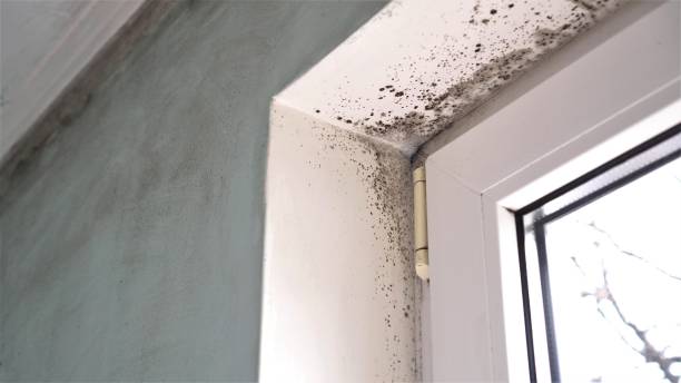 Best Toxic Mold Removal  in Boerne, TX