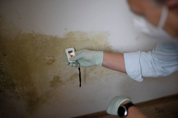 Best Professional Mold Removal  in Boerne, TX