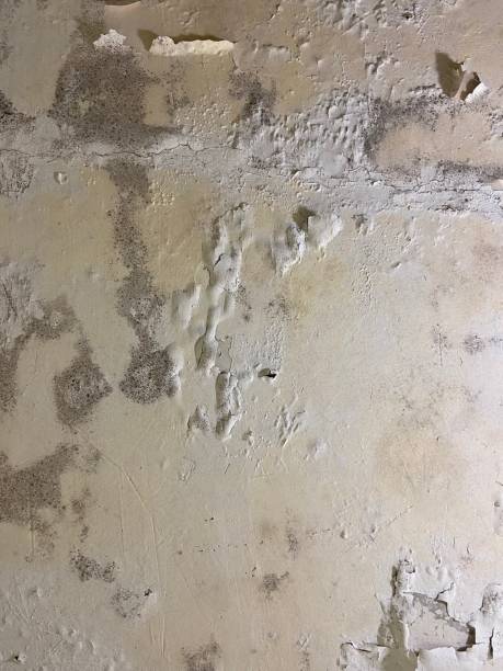 Certified Mold Removal in Boerne, TX