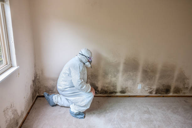 Best Home Mold Removal  in Boerne, TX