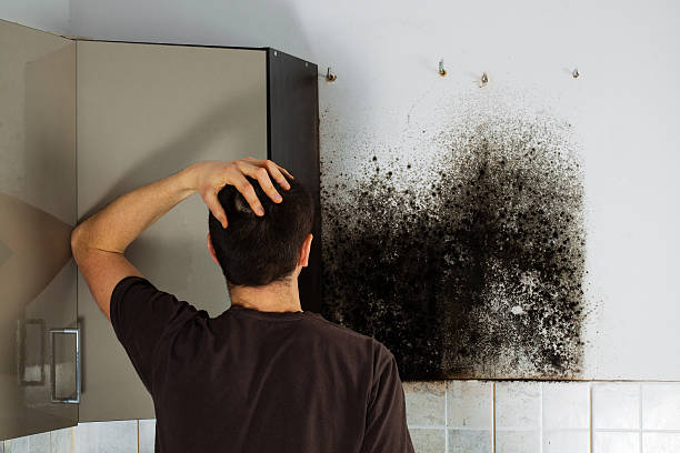 Best Commercial Mold Removal  in Boerne, TX